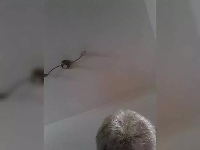 Offline Reife-dame on BongaCams