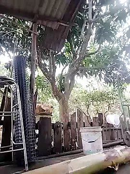 Freechat BigBoobs186 on StripChat